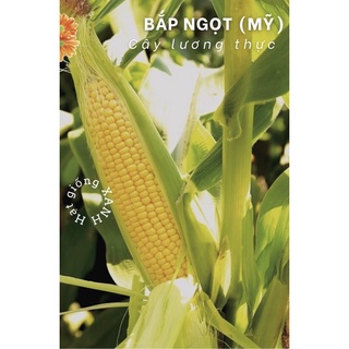 Hạt giống bắp ngọt/bắp vàng Mỹ gói 5gr