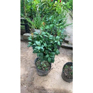 Cây hoa trà mi đỏ