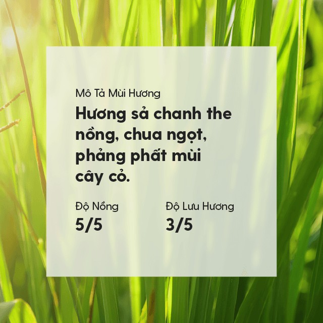 18 MÙI Tinh Dầu Đuổi Muỗi Xông Thơm Phòng Organic Thiên Nhiên Nguyên Chất Đậm Đặc HENY GARDEN