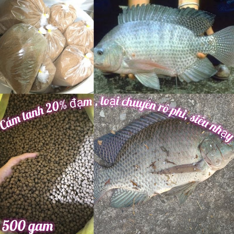 Cám tanh chuẩn 20%đạm(20%protin) chuyên câu rô phi, diêu hồng 500gam loại siêu nhạy cá