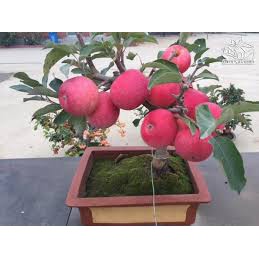 Hạt giống táo đỏ lùn (10H)