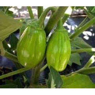 30 hạt giống cà xanh giọt nước