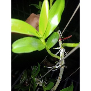 ki phi điệp mắt đỏ