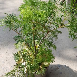 Đinh Lăng Lá Nhỏ (đinh lăng nếp)
