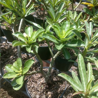 Sứ thái cây triết zin (có đủ màu như hình) gửi cây luôn bầu đất như ảnh