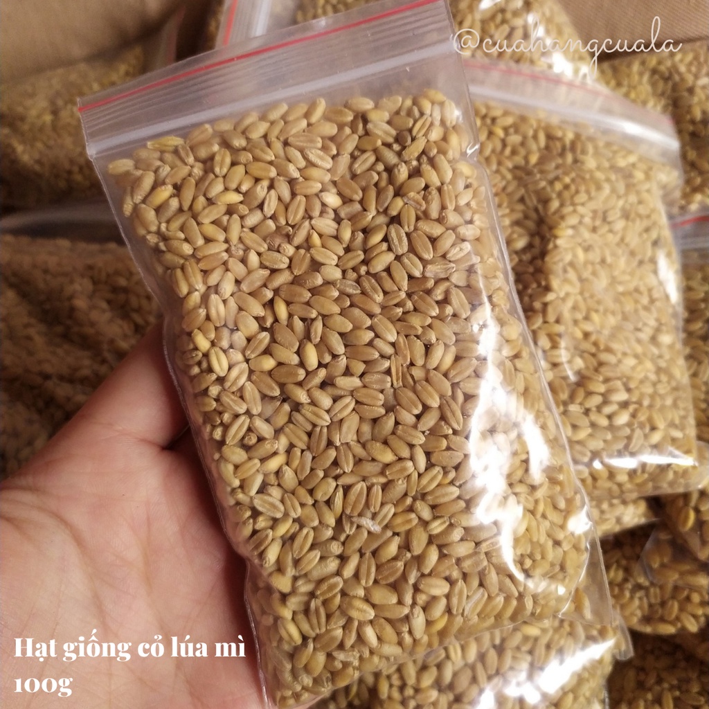 Hạt giống cỏ mèo loại cao cấp