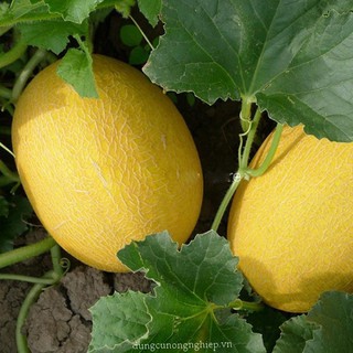 10 hạt giống dưa lưới vàng quả dài