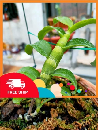 Lan phi điệp đột biến 5 cánh trắng BẠCH TUYẾT hàng tách ki cây mô cây đẹp sản phẩm mới