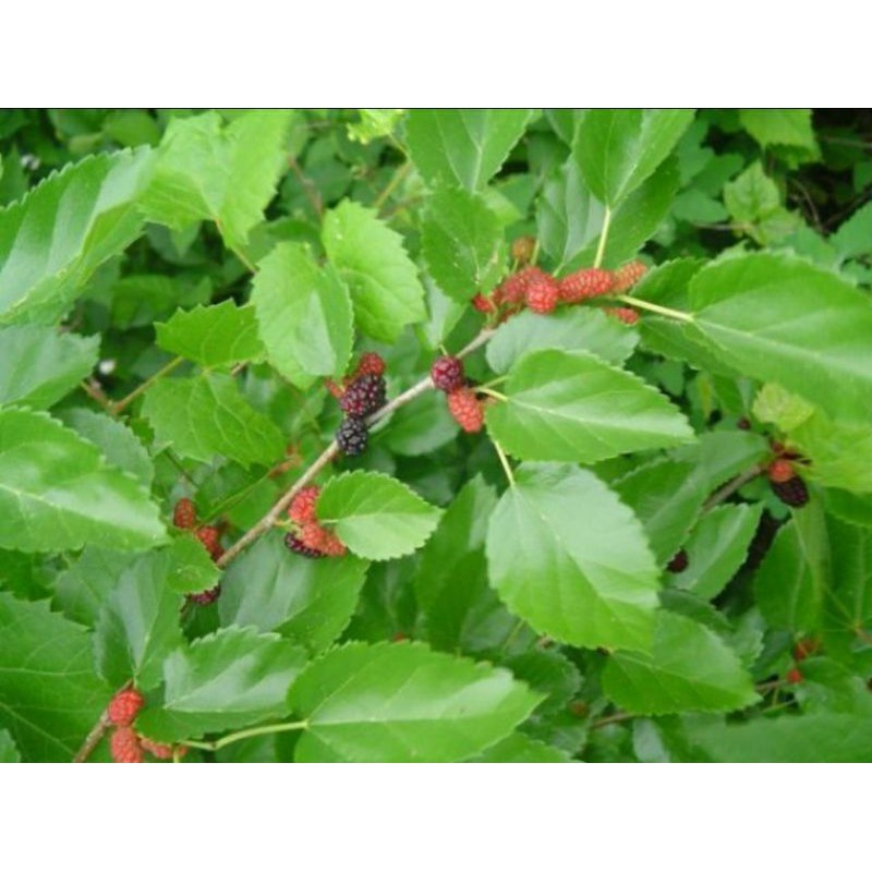 lá dâu tằm cho tép ăn