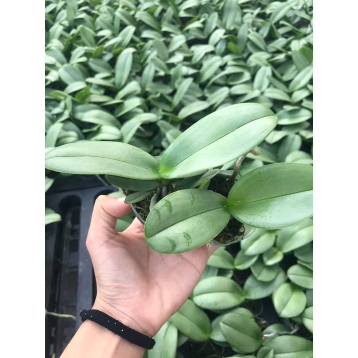 Hồ điệp giống hoa đại 10 màu cây to khỏe cốc 1.7 rất đẹp