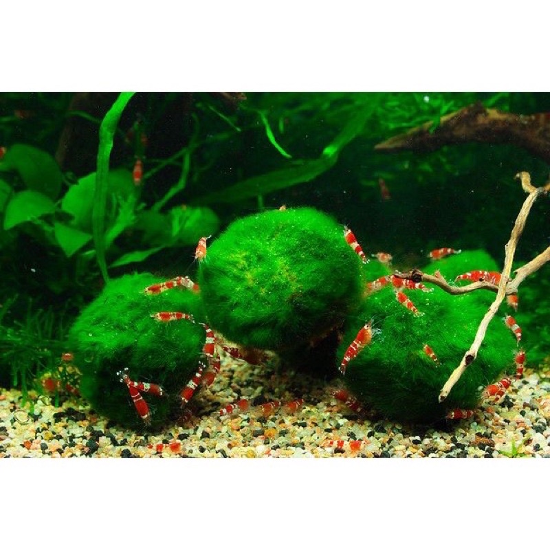 Tảo Cầu MARIMO MOSS BALL - Tảo Cầu Nhật Bản Size 3-5cm