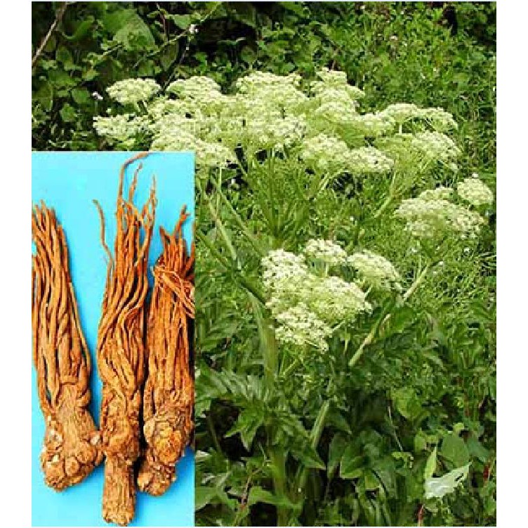 Hạt giống Bạch chỉ _ 50 hạt