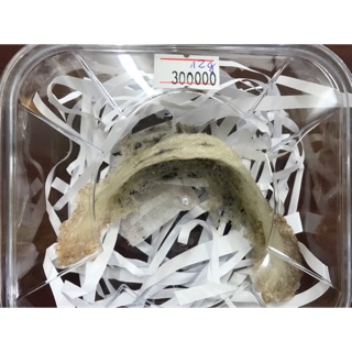 Tổ yến sào thô 12g loại 1+phụ kiện chưng