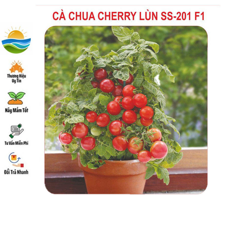 Hạt Giống Cà Chua Lùn Đỏ 30 Hạt