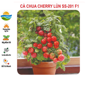 Hạt giống cà chua lùn đỏ 30 hạt