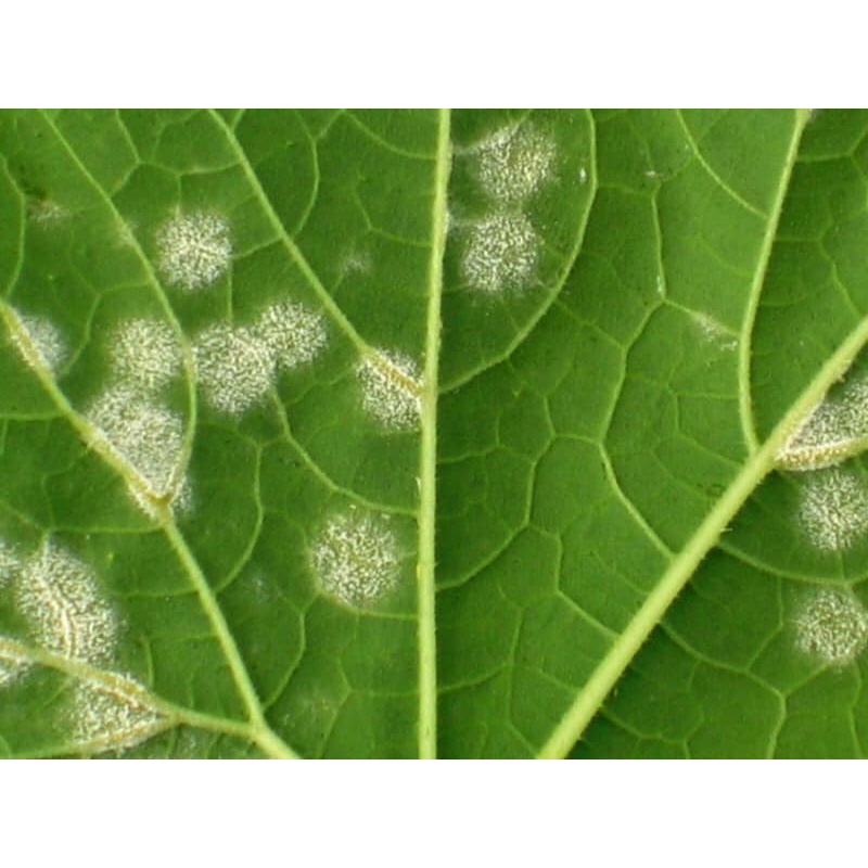 KUMULUS 80WG – THUỐC ĐẶC TRỊ BỆNH PHẤN TRẮNG, GHẺ SẸO CHO CÂY TRỒNG