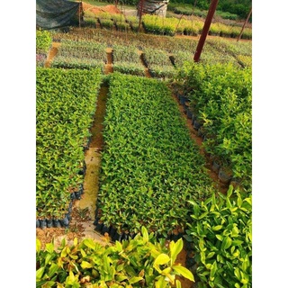 combo 3 cây giống chè    xanh