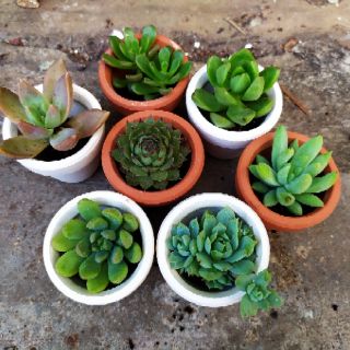 Chậu sen đá trơn mini 5cm ( tặng kèm chậu)