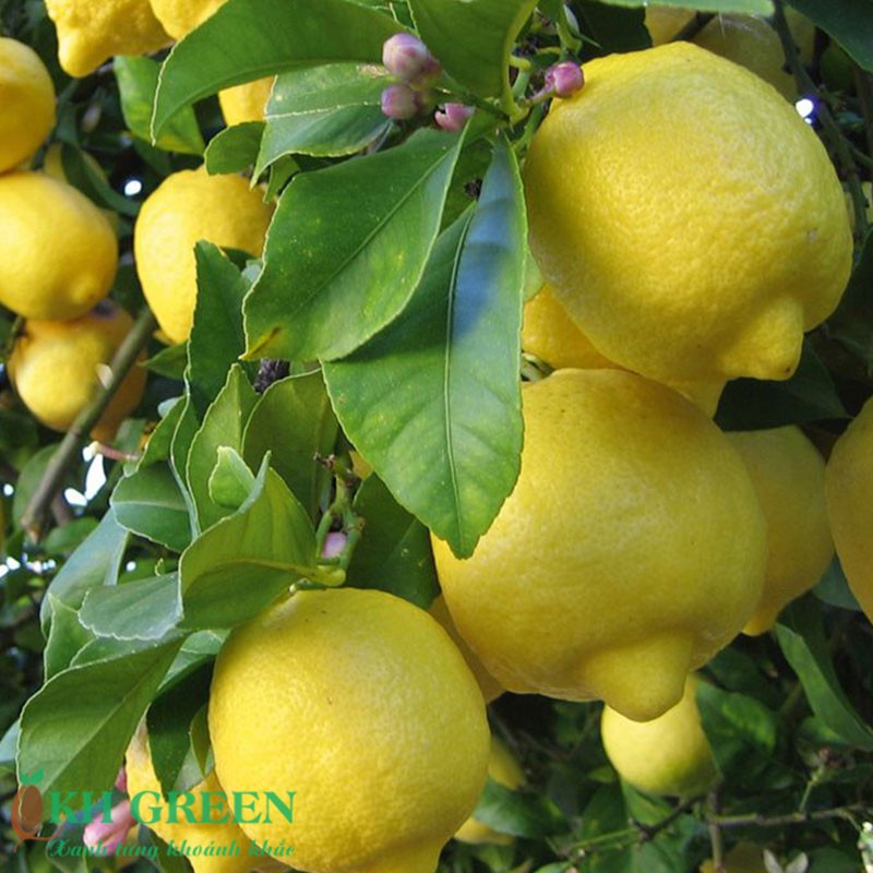 Cây giống chanh vàng Mỹ Eureka