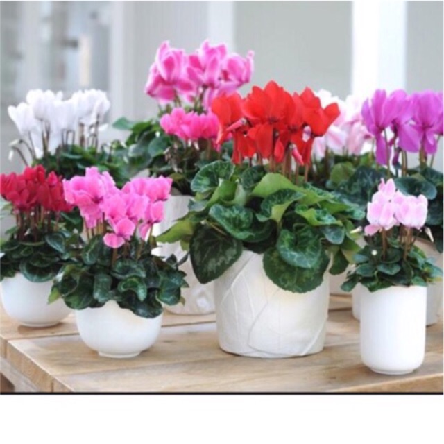 Hạt giống hoa, dạ yến thảo, dạ yên thảo hay hoa dã yên thảo có tên khoa học: Petunia Hybrida