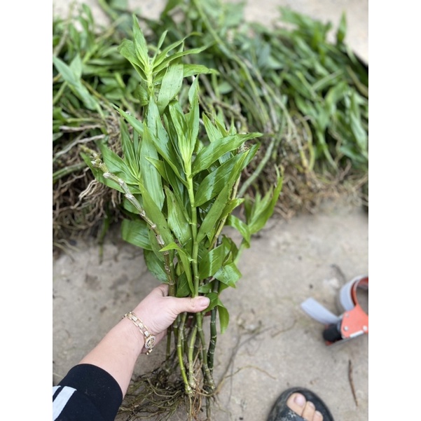 Hoa Lan phi điệp vàng Chơi Tết 1 bó 10 thân)