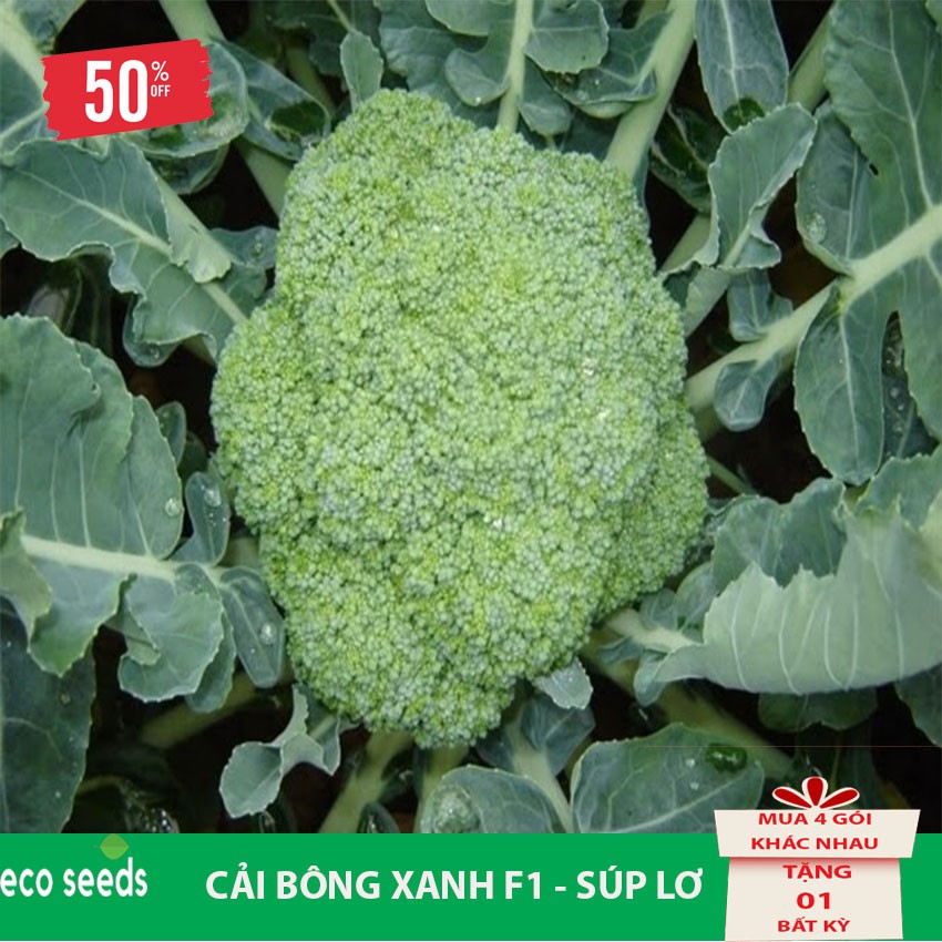 [Sale 50%] Hạt giống Bông Cải Xanh R2 Eco seeds - Súp Lơ KLT 500mg, Tỷ lệ nảy mầm cao, cây sinh trưởng và phát triển tốt