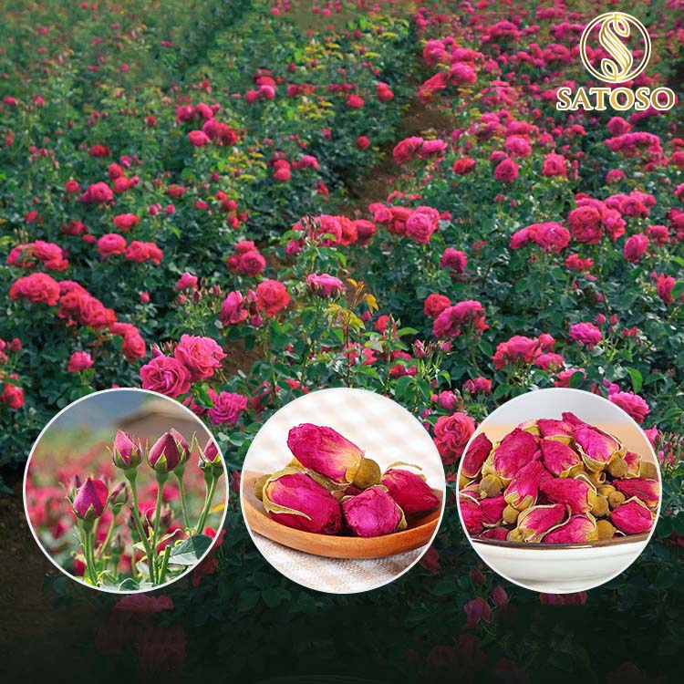 Trà hoa hồng SATASO cao cấp sấy khô làm đẹp da giảm đau bụng kinh ở nữ giới 100g SA06