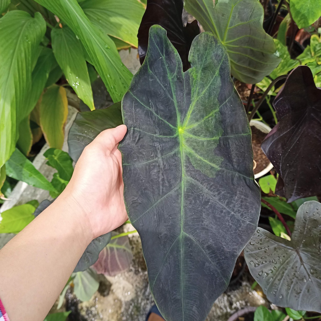 Cây colocasia black beauty