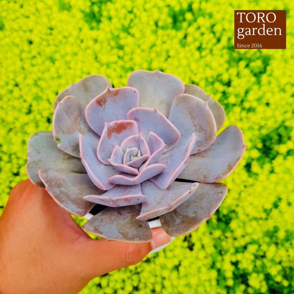Sen đá đất hồng Đà Lạt size trung bình cây cảnh trang trí nhà cửa Toro garden