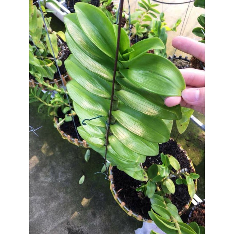 Phi điệp lá mít bá vương