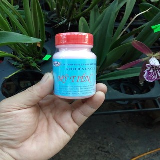 keo liền da cây mỹ tiến