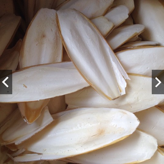 Nang mực  100g