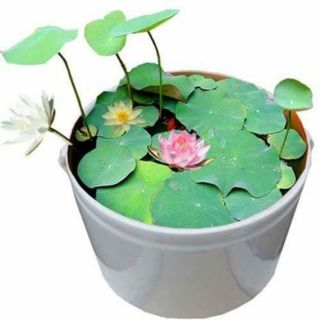 20 hạt sen nhật mini