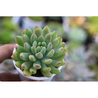 SEN ĐÁ THƯỢC DƯỢC