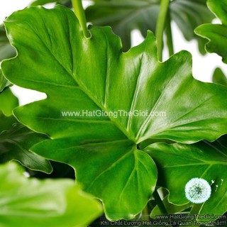 50.HAT Hạt Giống Cây Trầu Bà Chân Vịt (TLB3| -KD: B17*V22*M234)