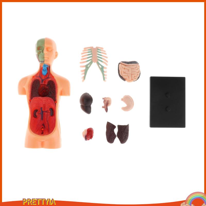 Mô Hình Cơ Thể Người 3D DIY Độc Đáo