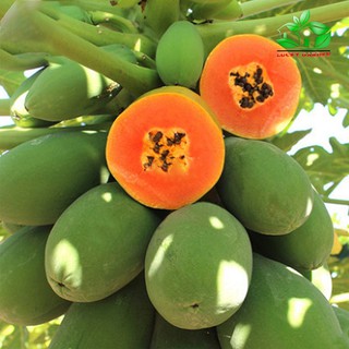 HẠT GIỐNG ĐU ĐỦ LÙN THÁI