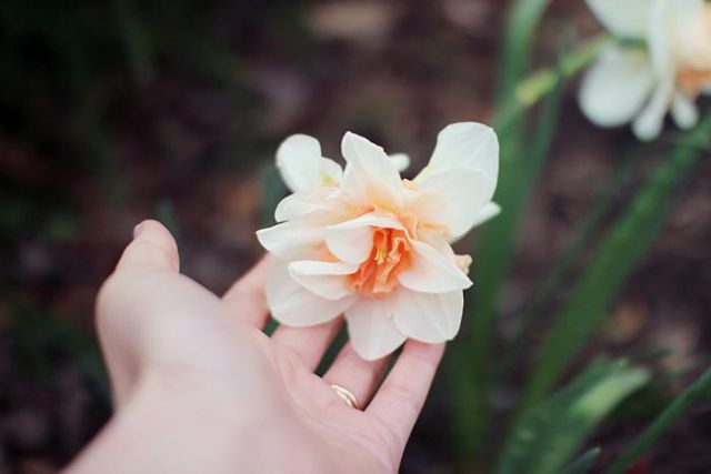 Thủy tiên kép Hà Lan màu trắng kép kép nhụy đỏ