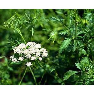  Gói 50  hạt giống Tiểu Hồi Anise