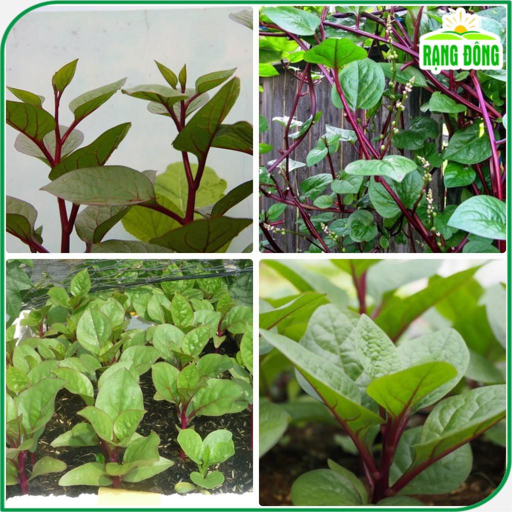 Hạt giống Mồng Tơi Đỏ dễ trồng, ít sâu bệnh, chịu nhiệt tốt - Hạt giống Rạng Đông