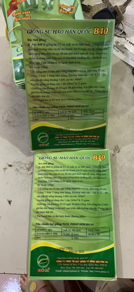HẠT GIỐNG SU HÀO HÀN QUỐC B40
