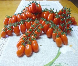 Hạt giống cà chua cherry anh đào đỏ F1