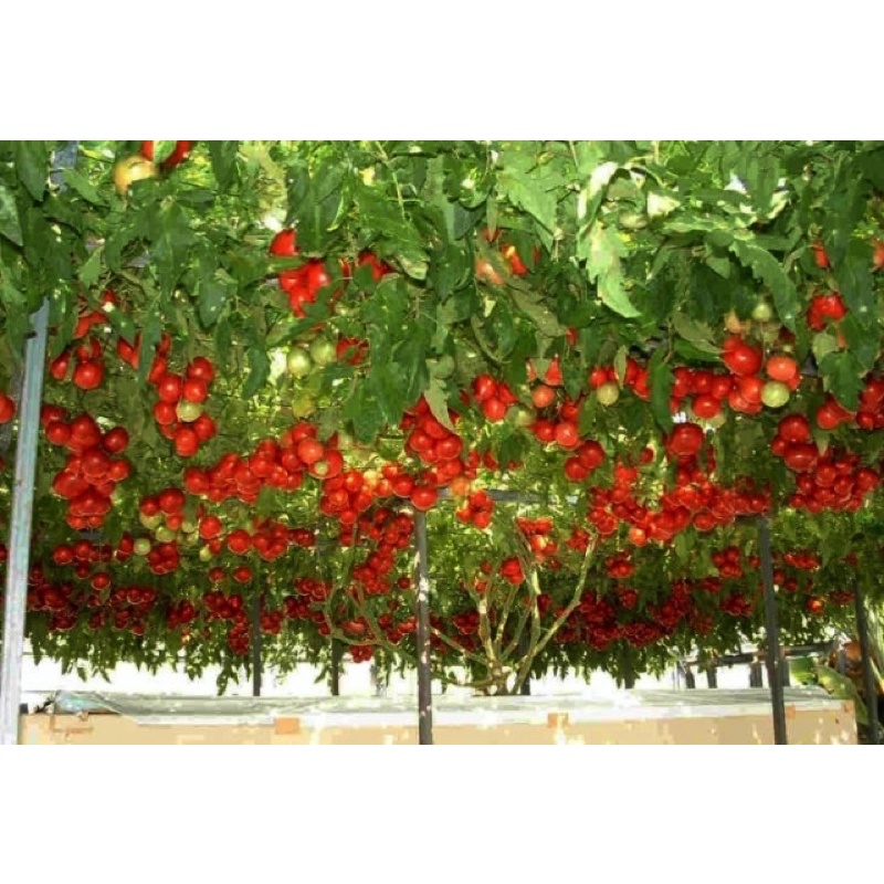 Hạt giống cà chua leo giàn bạch tuộc siêu quả F1