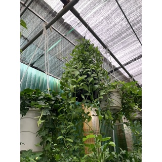 Cây hạt dưa treo