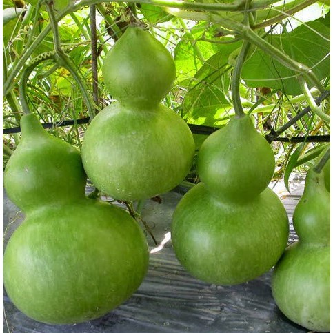 Hạt Giống Bầu Hồ Lô MINI Năng Suất Cao (10 Hạt)