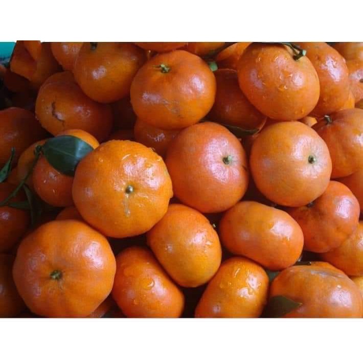 200g Quất trần bì từ vỏ quýt thơm ngon, tiêu hoá tốt giảm đau cổ