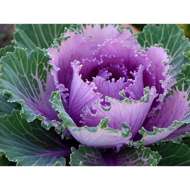 Hạt giống hoa bắp cải- gói 0,5gr