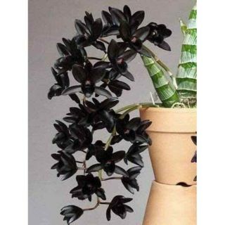 Hoa phong lan thiên nga đen