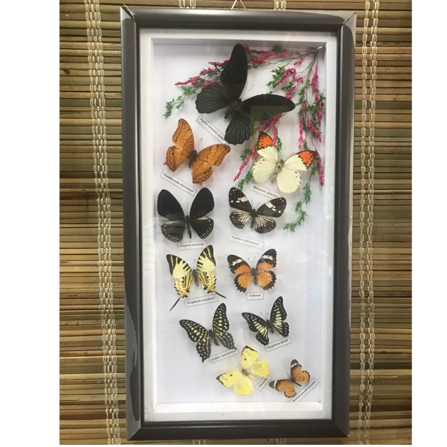 Tranh Bướm Nghệ Thuật