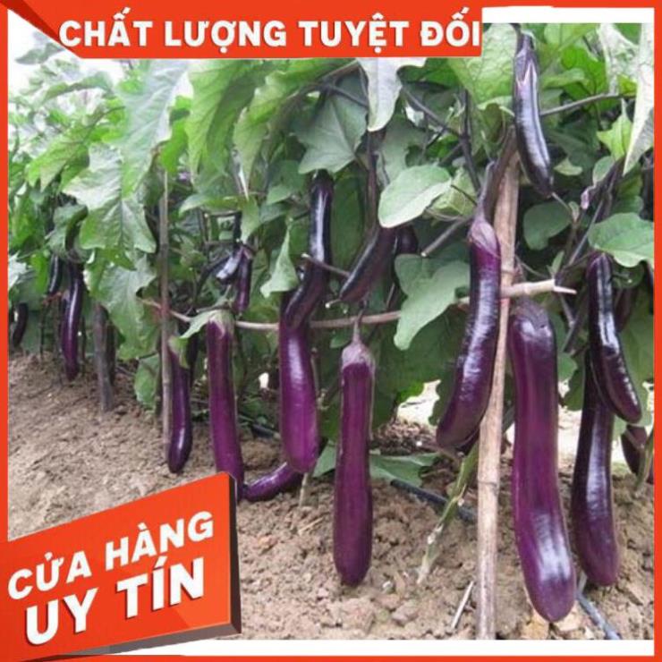 PHÂN BÓN TO TRÁI⚡️HÀNG CHÍNH HÃNG⚡️KÍCH TO TRÁI,CHỐNG NỨT,CHỐNG THỐI,NGỌT QUẢ,DƯỠNG QUẢ,LÊN MÀU,MÃ ĐẸP,TƯƠI LÂU 2